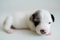 Jess, a female Jack Russell Terrier for sale in Deridder, LA – 7 of 9