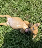 Jody, a male Jack Russell Terrier for sale in Deridder, LA – Photo 5 of 5