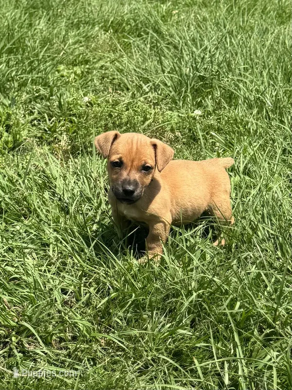 Jody – Jack Russell Terrier puppy for sale in Deridder, LA