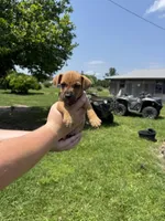 Jody, a male Jack Russell Terrier for sale in Deridder, LA – Photo 4 of 5