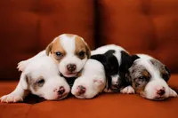 Rosie, a female Jack Russell Terrier for sale in Deridder, LA – 3 of 9