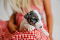 Blaise, a male Jack Russell Terrier for sale in Deridder, LA – 5 of 10