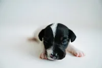 Boss, a male Jack Russell Terrier for sale in Deridder, LA – 3 of 8