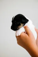 Boss, a male Jack Russell Terrier for sale in Deridder, LA – 5 of 8