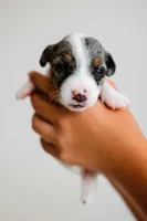 Blaise, a male Jack Russell Terrier for sale in Deridder, LA – 9 of 10