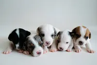 Jess, a female Jack Russell Terrier for sale in Deridder, LA – 9 of 9