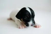 Boss, a male Jack Russell Terrier for sale in Deridder, LA – 4 of 8