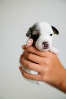 Jess, a female Jack Russell Terrier for sale in Deridder, LA – 5 of 9