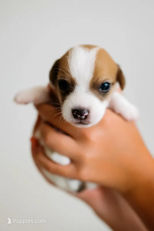 Rosie – Jack Russell Terrier puppy for sale in Deridder, LA