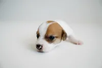 Rosie, a female Jack Russell Terrier for sale in Deridder, LA – 4 of 9