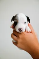 Jess, a female Jack Russell Terrier for sale in Deridder, LA – 1 of 9