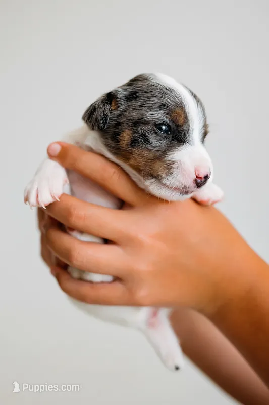 Blaise – Jack Russell Terrier puppy for sale in Deridder, LA