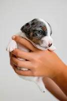 Blaise, a male Jack Russell Terrier for sale in Deridder, LA – 1 of 10