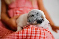 Jess, a female Jack Russell Terrier for sale in Deridder, LA – 8 of 9