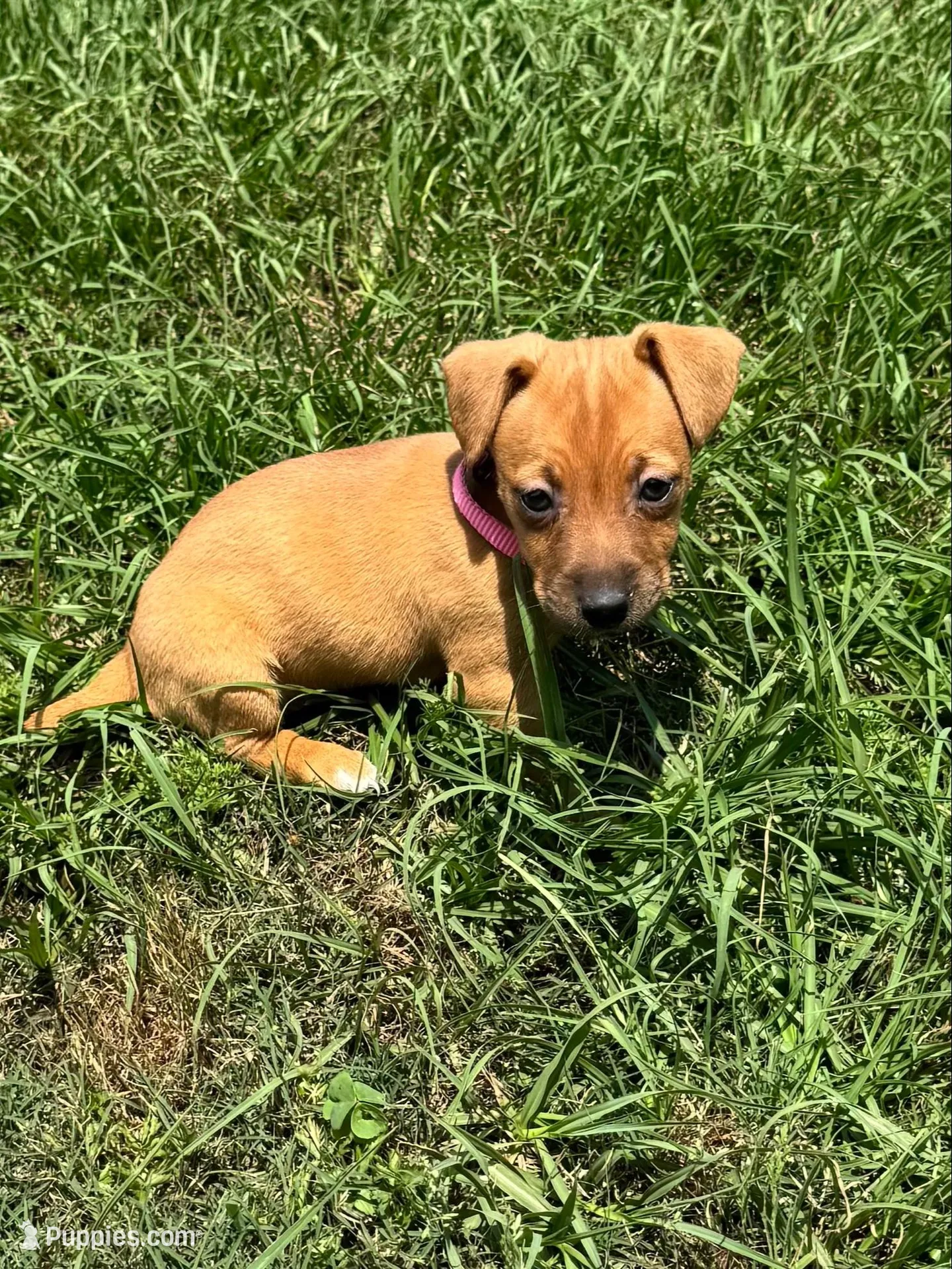 Rory, a female Jack Russell Terrier for sale in Deridder, LA – Photo 1 of 8