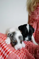 Boss, a male Jack Russell Terrier for sale in Deridder, LA – 8 of 8