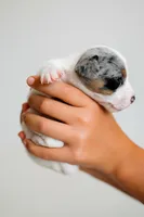 Jess, a female Jack Russell Terrier for sale in Deridder, LA – 6 of 9