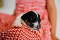 Boss, a male Jack Russell Terrier for sale in Deridder, LA – 7 of 8