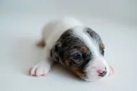 Blaise, a male Jack Russell Terrier for sale in Deridder, LA – 2 of 10