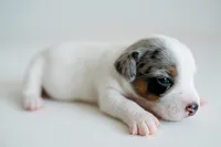 Jess, a female Jack Russell Terrier for sale in Deridder, LA – 3 of 9