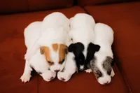 Rosie, a female Jack Russell Terrier for sale in Deridder, LA – 9 of 9