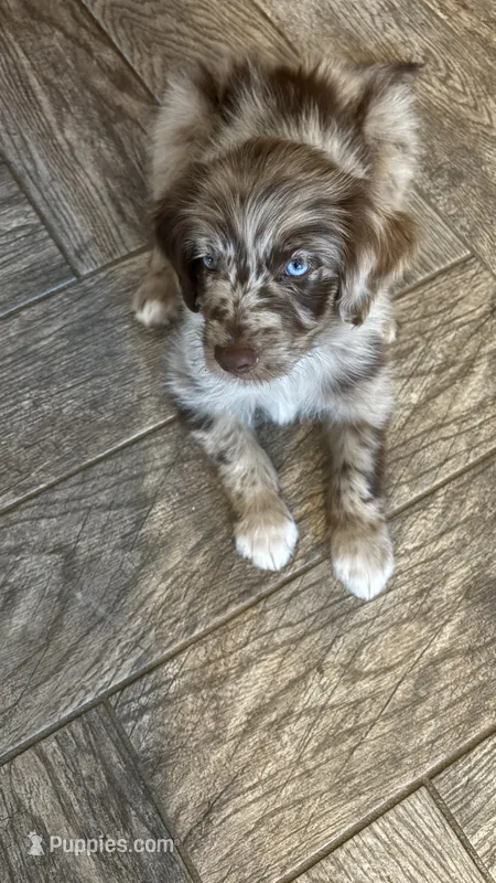 Rocky – Aussiedoodle puppy for sale in Ooltewah, TN
