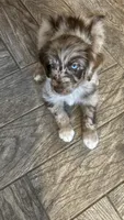 Rocky, a male Aussiedoodle for sale in Ooltewah, TN – 1 of 3