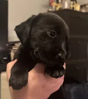 Black boy, a male Labrador Retriever for sale in North Ridgeville, OH – 3 of 3