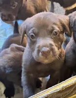 Pink, a female Labrador Retriever for sale in North Ridgeville, OH – 1 of 1