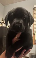 Black boy, a male Labrador Retriever for sale in North Ridgeville, OH – 2 of 3