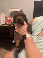 Brown boy #1 , a male Labrador Retriever for sale in North Ridgeville, OH – 3 of 3