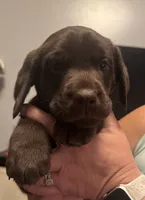 Brown boy #2, a male Labrador Retriever for sale in North Ridgeville, OH – 2 of 3