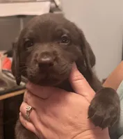 Brown boy #1 , a male Labrador Retriever for sale in North Ridgeville, OH – 2 of 3