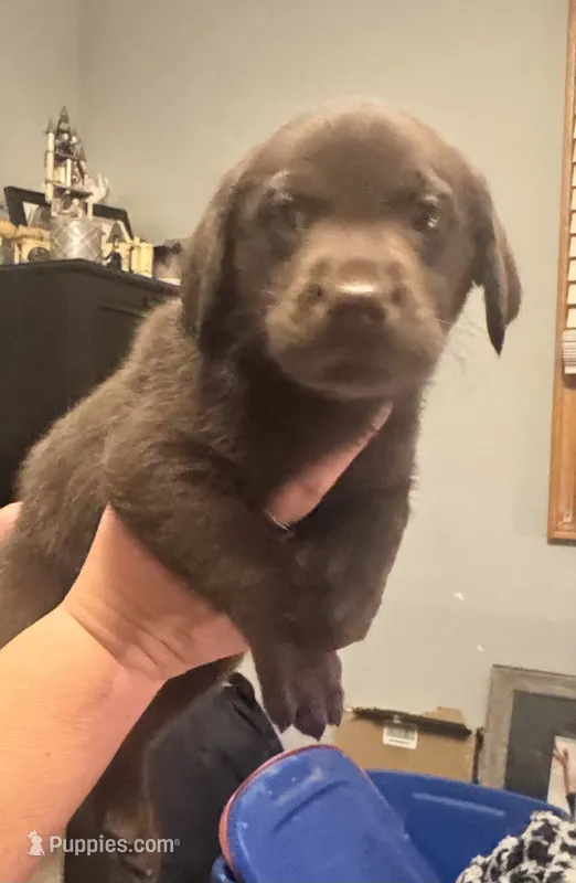 Brown boy #1  – Labrador Retriever puppy for sale in North Ridgeville, OH