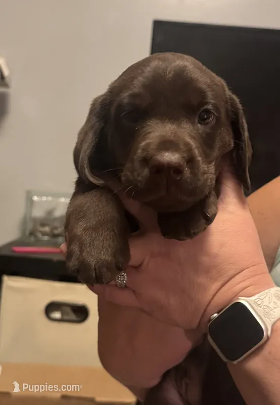Brown boy #2 – Labrador Retriever puppy for sale in North Ridgeville, OH