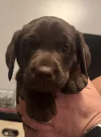 Brown boy #2, a male Labrador Retriever for sale in North Ridgeville, OH – 3 of 3