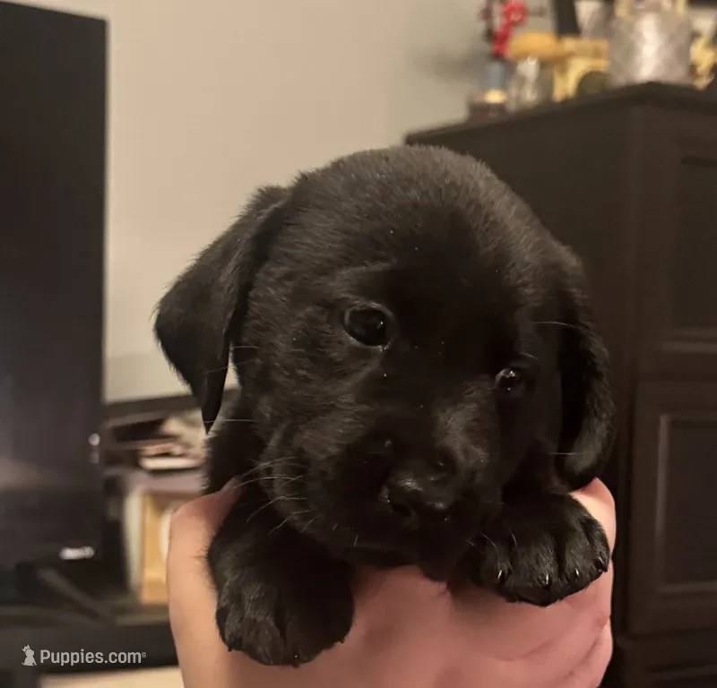 Black boy – Labrador Retriever puppy for sale in North Ridgeville, OH
