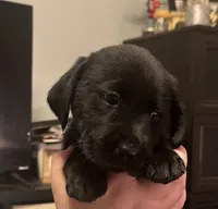 Black boy, a male Labrador Retriever for sale in North Ridgeville, OH – 1 of 3