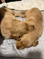 Champagne, a female Golden Retriever for sale in Miller Place, NY – 4 of 6