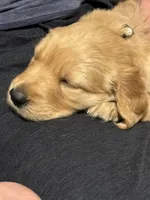 Champagne, a female Golden Retriever for sale in Miller Place, NY – 1 of 6