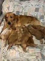 Champagne, a female Golden Retriever for sale in Miller Place, NY – 6 of 6