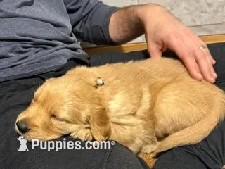 Champagne, a female Golden Retriever for sale in Miller Place, NY – 3 of 6