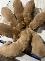 Champagne, a female Golden Retriever for sale in Miller Place, NY – 2 of 6