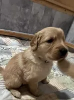 Champagne, a female Golden Retriever for sale in Miller Place, NY – 5 of 6