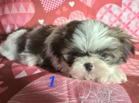 TREY, a male Shih Tzu for sale in Little Rock, AR – Photo 2 of 4