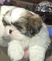 TREY, a male Shih Tzu for sale in Little Rock, AR – Photo 1 of 4