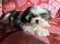 TREY, a male Shih Tzu for sale in Little Rock, AR – Photo 3 of 4