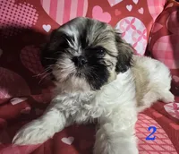 Bode, a male Shih Tzu for sale in Little Rock, AR – Photo 1 of 4