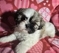 Bode, a male Shih Tzu for sale in Little Rock, AR – Photo 2 of 4