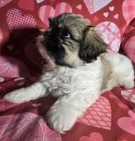 Bode, a male Shih Tzu for sale in Little Rock, AR – Photo 4 of 4